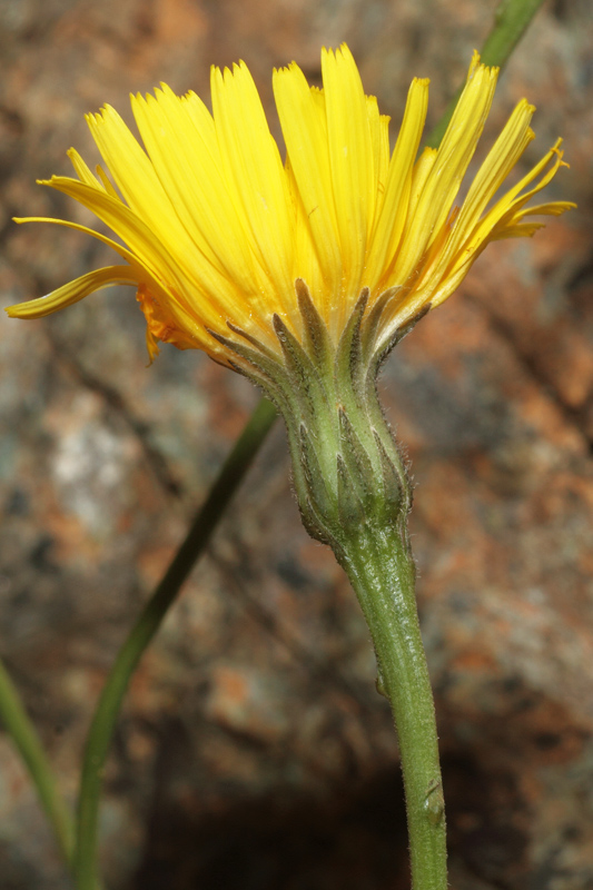 Leontodon anomalus / Dente di leone delle Apuane